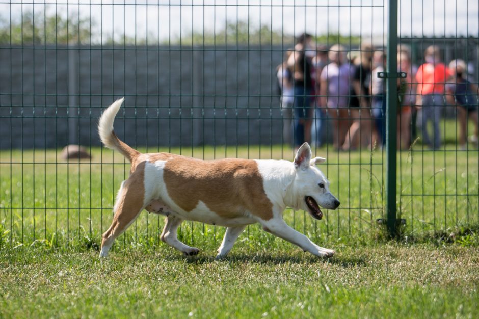 V. Skučaitė: nebuvo, kad skaitytojai neperimtų išgelbėto gyvūno