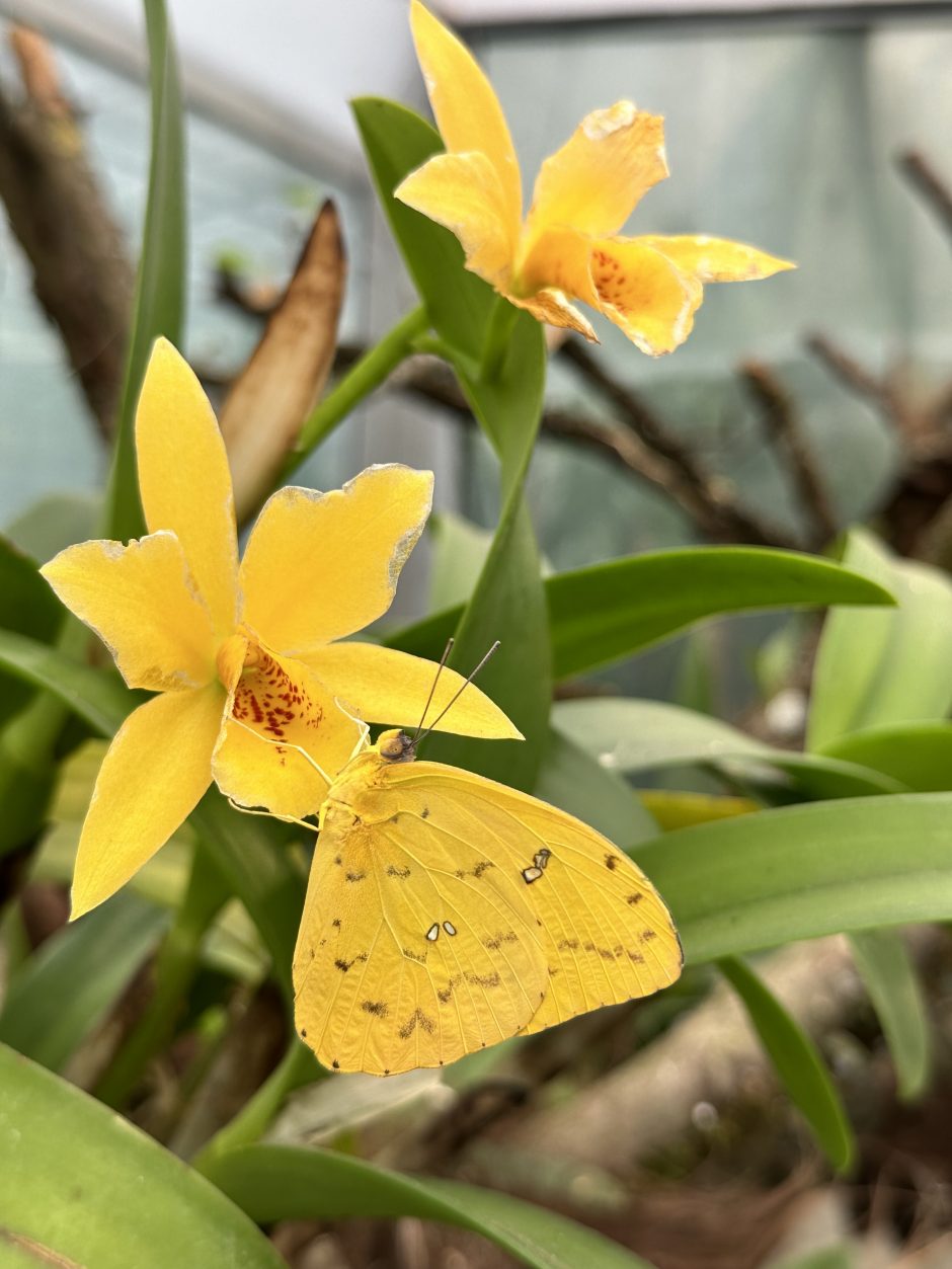 Į VDU Botanikos sodą sugrįžo tropiniai drugiai: eksponuojami kartu su orchidėjomis