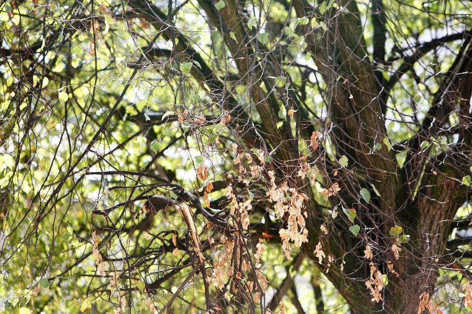 Saugomuose miškuose fiksuota 17 kirtimų draudimo pažeidimų