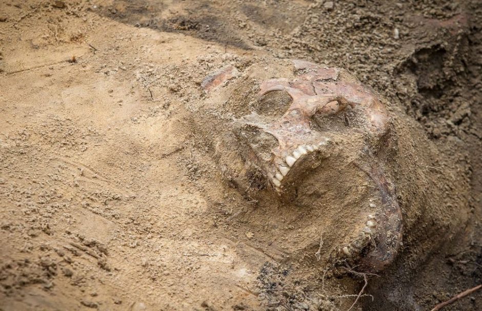 Šiurpus radinys: Nemenčinėje atkasti žmonių kaulai