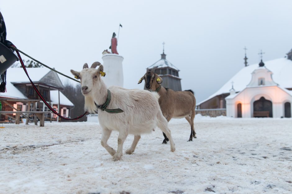 Rumšiškėse – prieškalėdinio laikotarpio egzotika