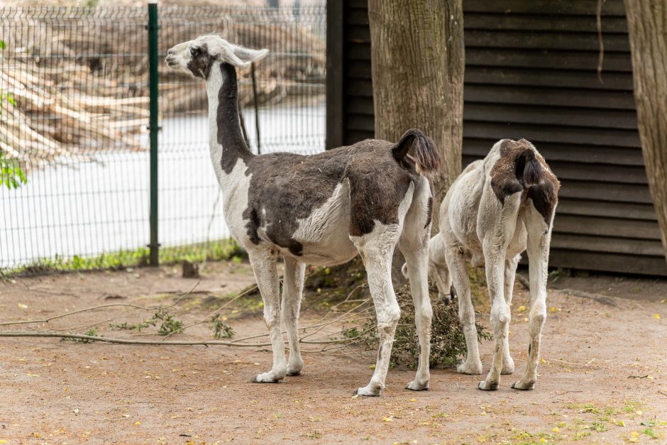 Lietuvos zoologijos sodas pirmą kartą po rekonstrukcijos švenčia gimtadienį