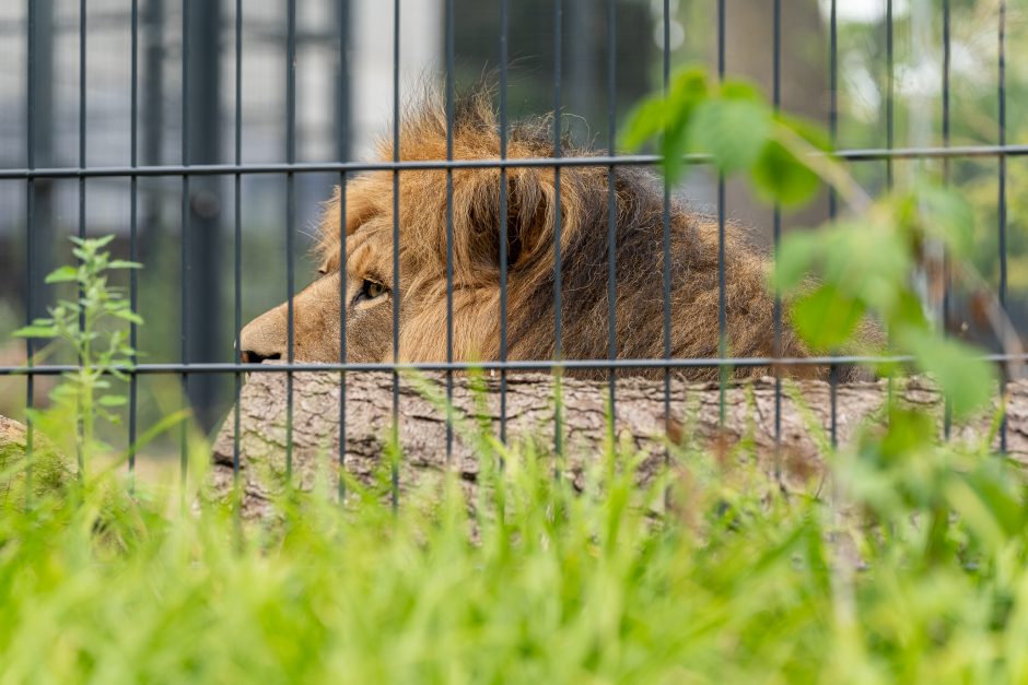 Lietuvos zoologijos sodo gimtadienis