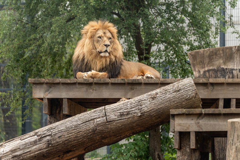 Lietuvos zoologijos sodas pirmą kartą po rekonstrukcijos švenčia gimtadienį