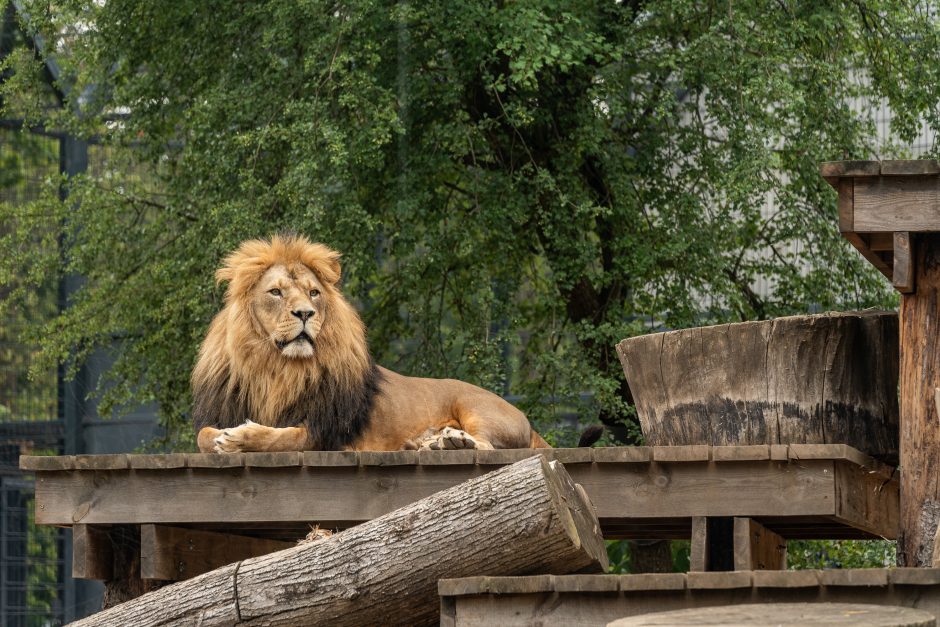 Lietuvos zoologijos sodo gimtadienis