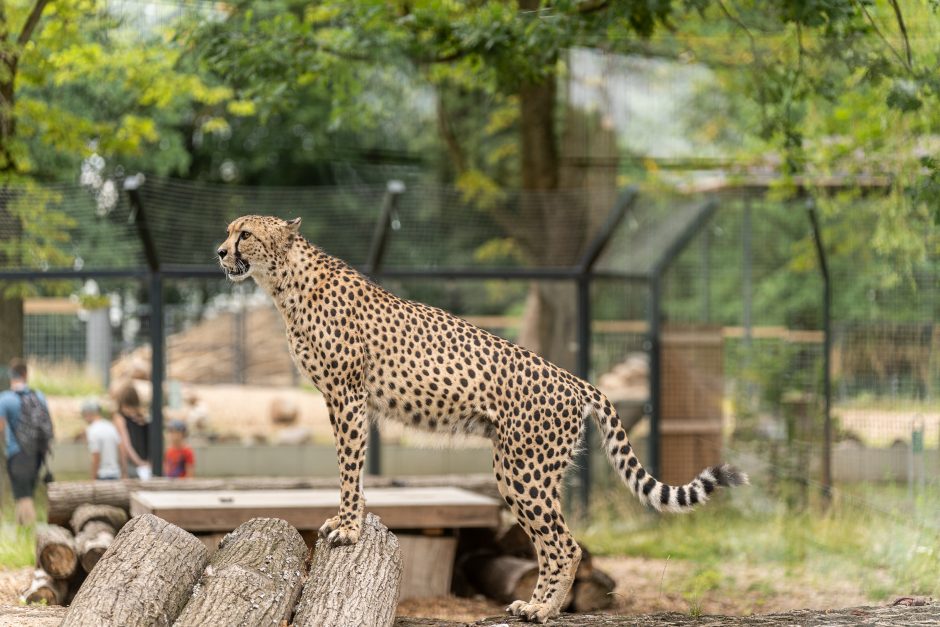 Lietuvos zoologijos sodas pirmą kartą po rekonstrukcijos švenčia gimtadienį