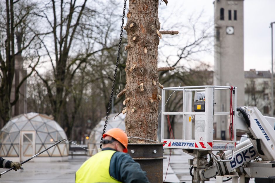 Nupuošta Kauno kalėdinė eglė – jau nebe gražuolė