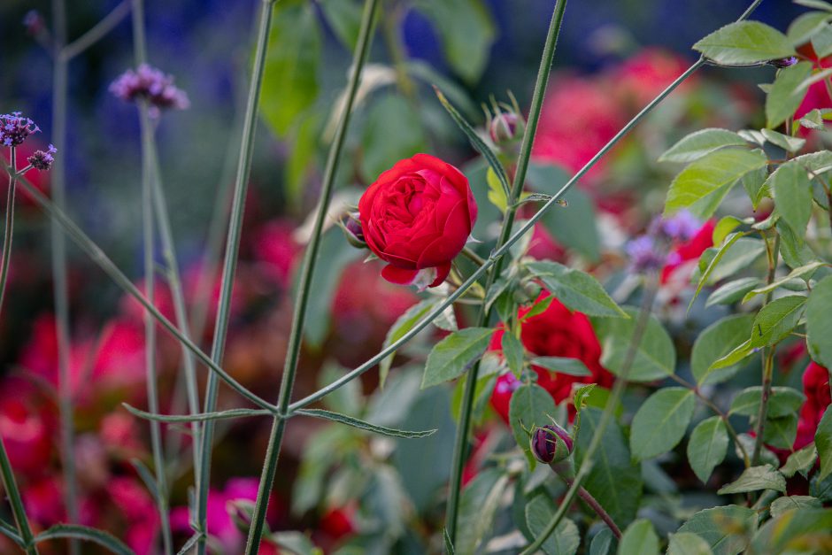 „Botaninės naktys 2024 – Bobų vasara“