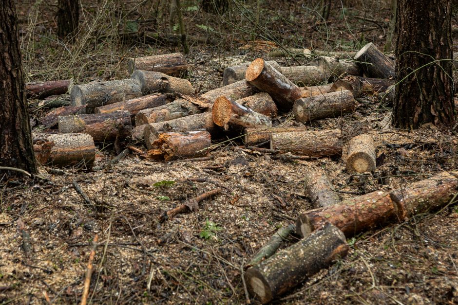 Gyventojai stoja prieš nelegalų medžių kirtimą rekreaciniame miške: pjauna viską 