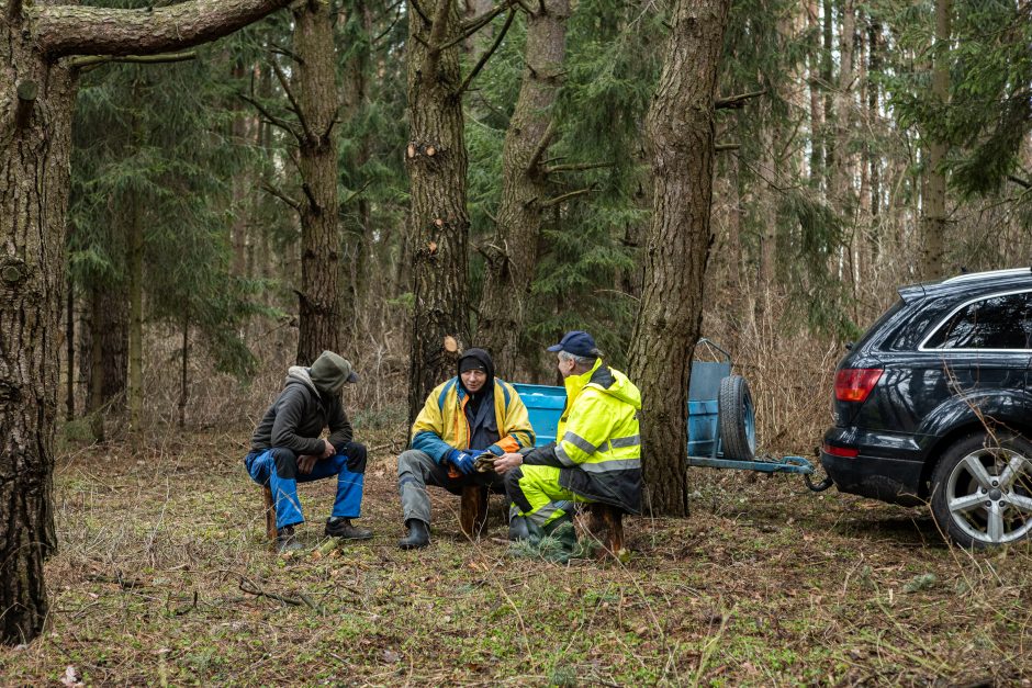 Gyventojai stoja prieš nelegalų medžių kirtimą rekreaciniame miške: pjauna viską 