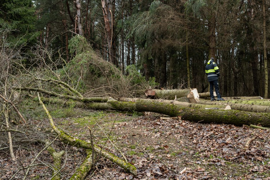 Gyventojai stoja prieš nelegalų medžių kirtimą rekreaciniame miške: pjauna viską 