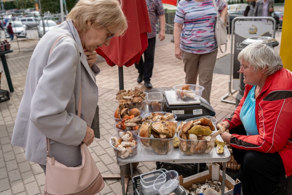 Auksiniai grybai: už kilogramą baravykų – 20 eurų