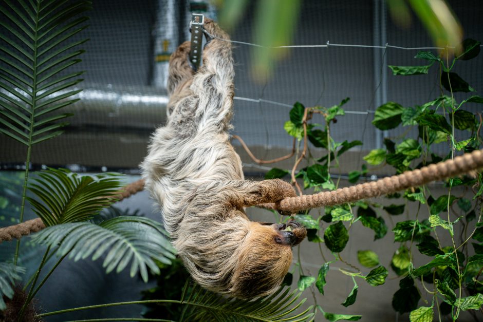 Lietuvos zoologijos sode - naujokas tinginys