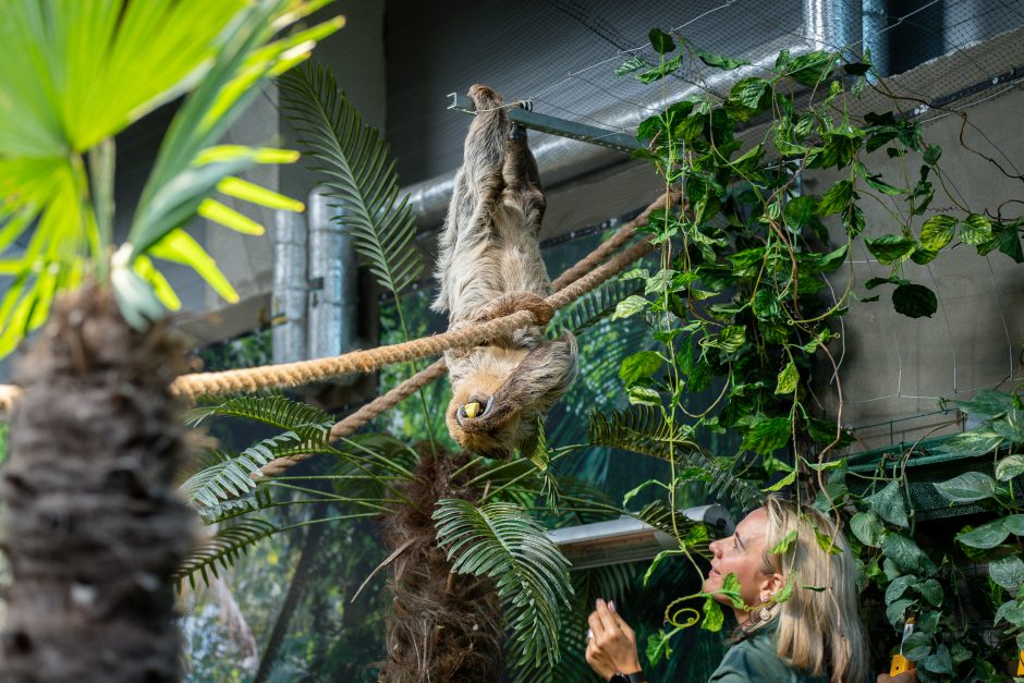 Lietuvos zoologijos sode - naujokas tinginys