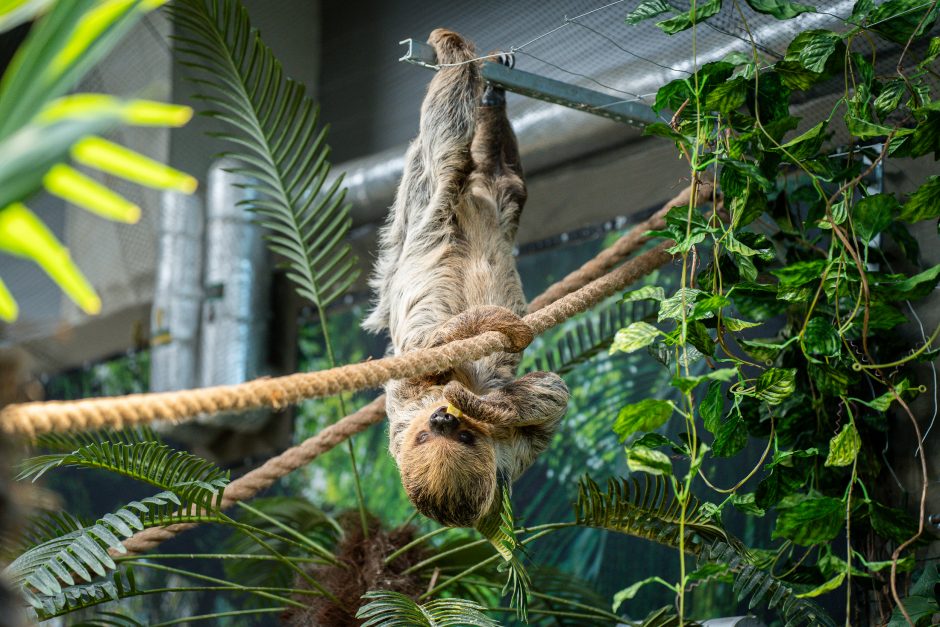 Lietuvos zoologijos sode - naujokas tinginys