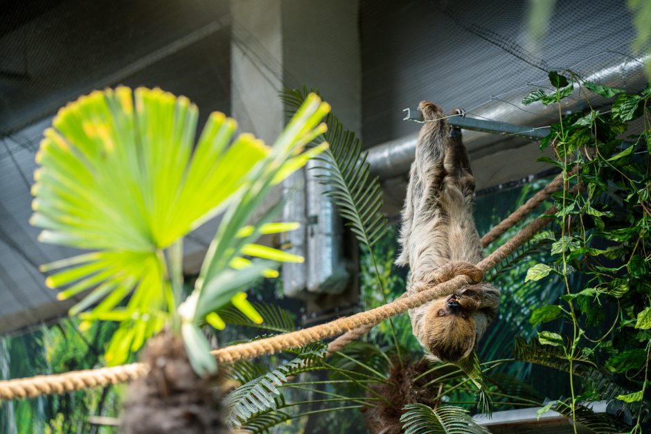 Lietuvos zoologijos sode - naujokas tinginys