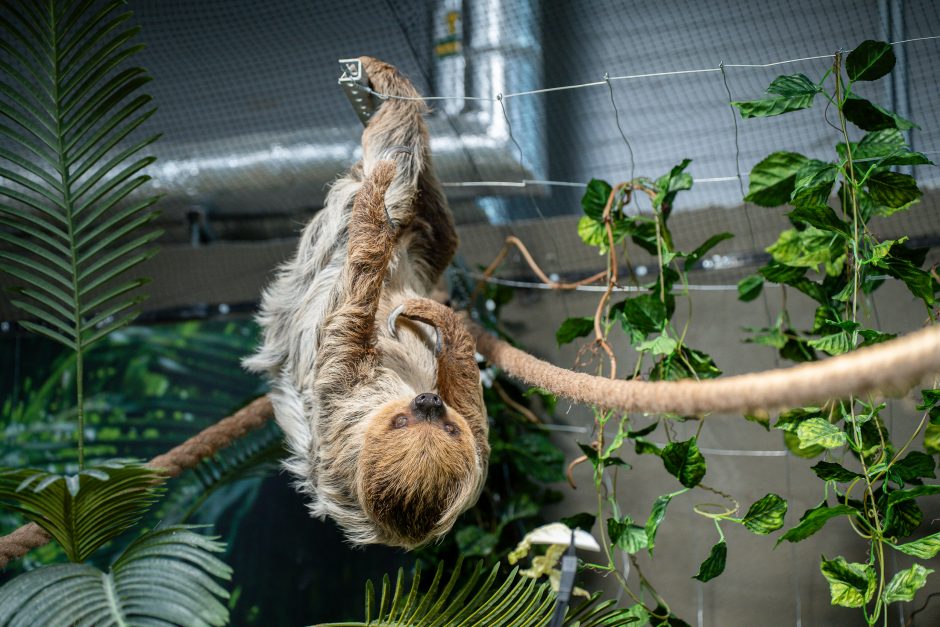 Lietuvos zoologijos sode - naujokas tinginys