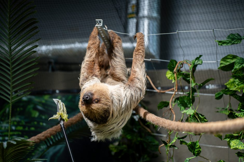 Lietuvos zoologijos sode - naujokas tinginys