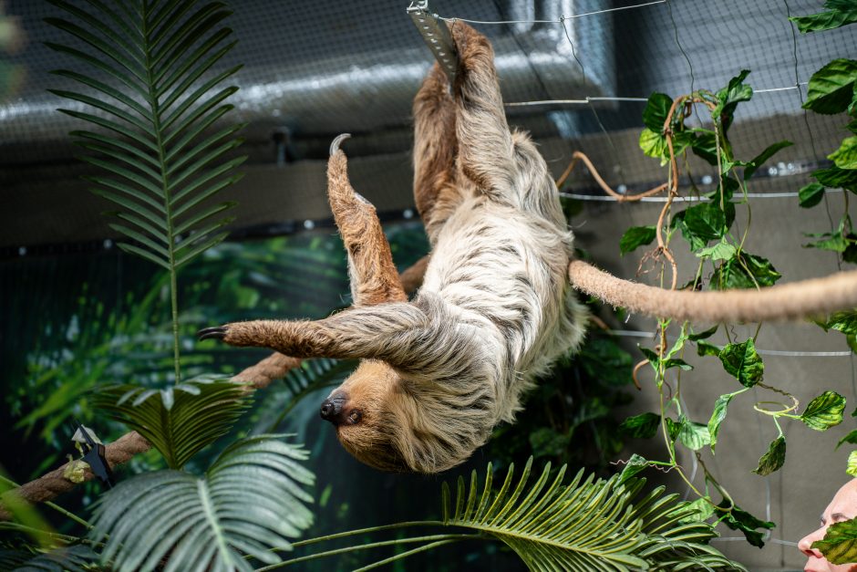 Lietuvos zoologijos sode - naujokas tinginys