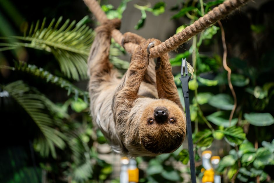 Lietuvos zoologijos sode - naujokas tinginys