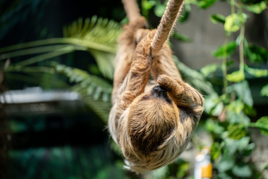 Lietuvos zoologijos sode - naujokas tinginys