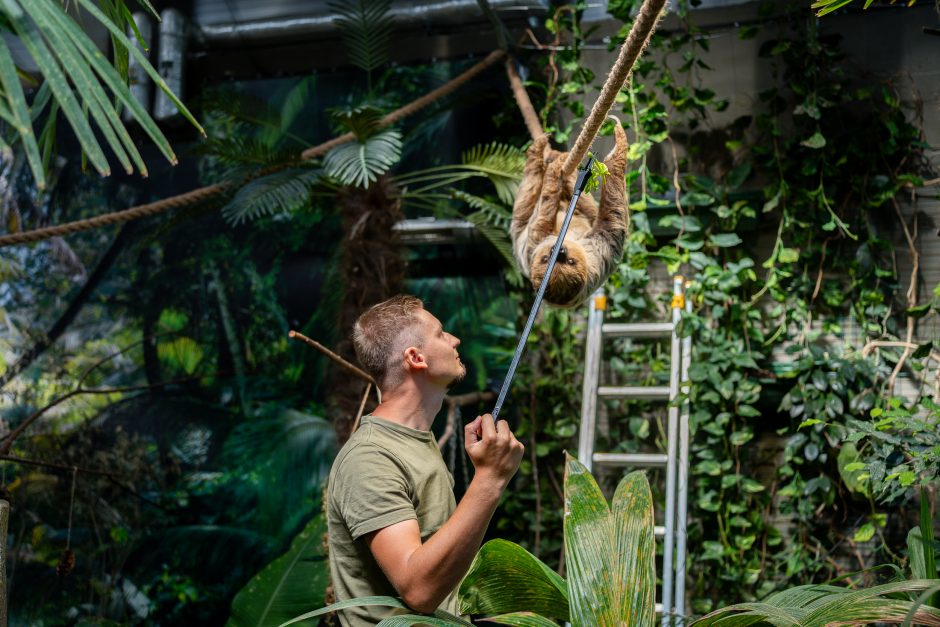 Lietuvos zoologijos sode - naujokas tinginys