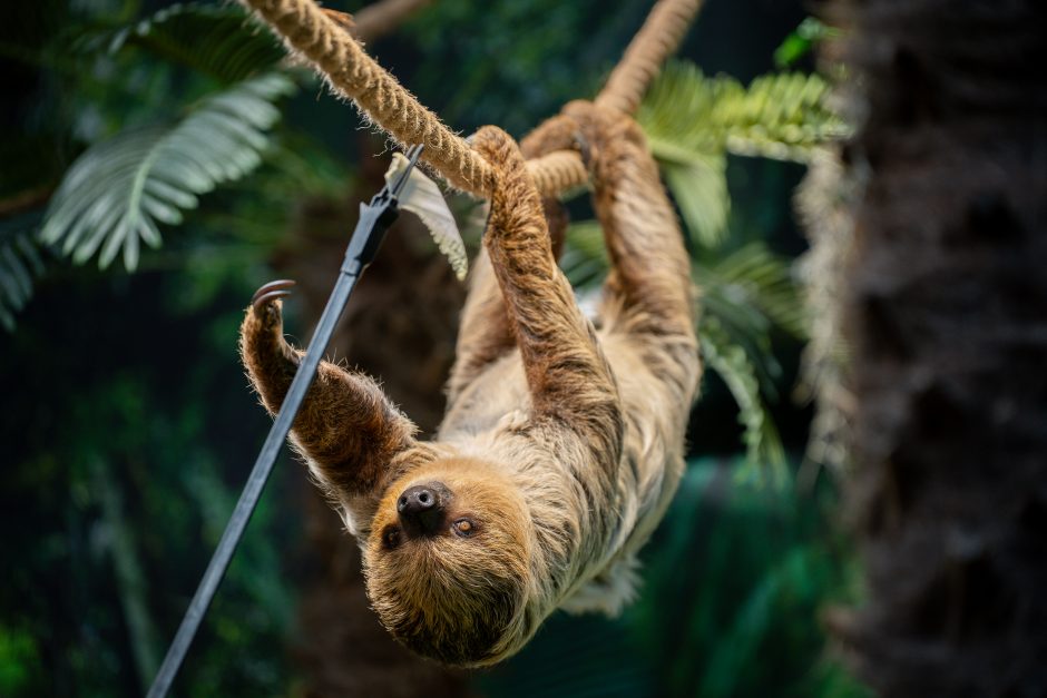 Lietuvos zoologijos sode - naujokas tinginys