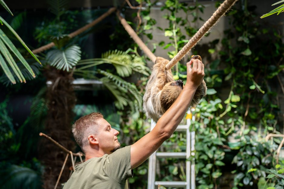 Lietuvos zoologijos sode - naujokas tinginys