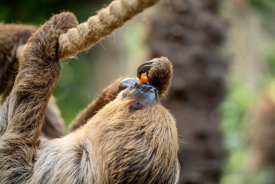 Lietuvos zoologijos sode - naujokas tinginys