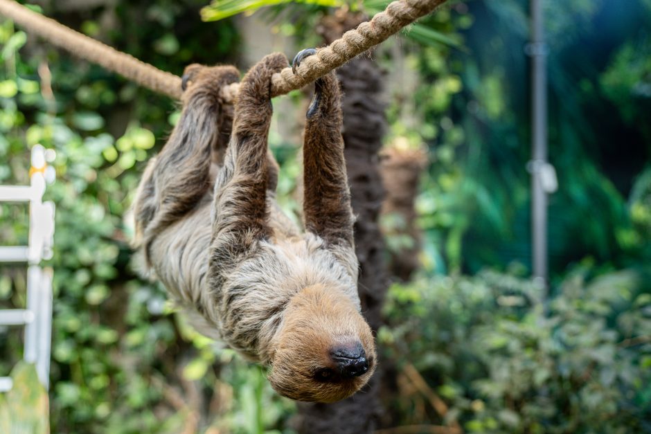 Lietuvos zoologijos sode - naujokas tinginys