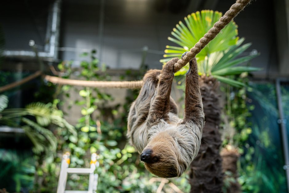 Lietuvos zoologijos sode - naujokas tinginys