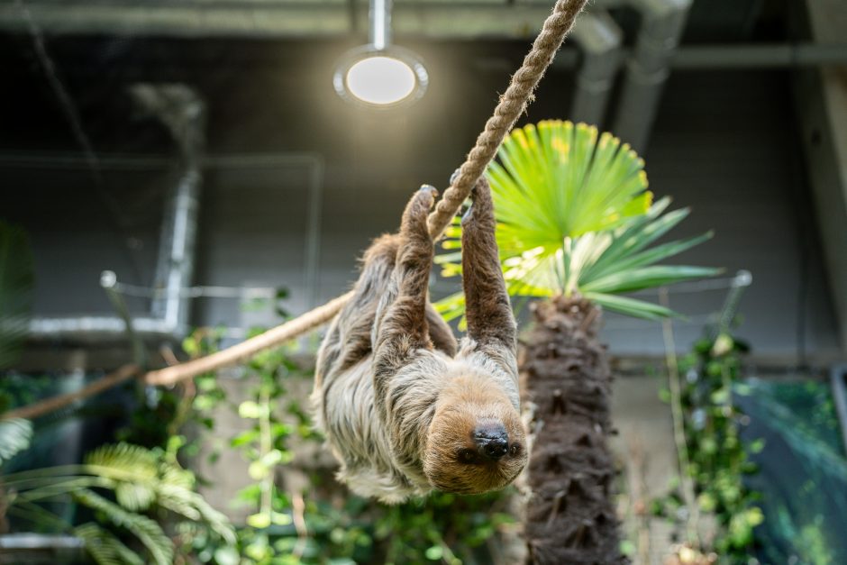 Lietuvos zoologijos sode - naujokas tinginys