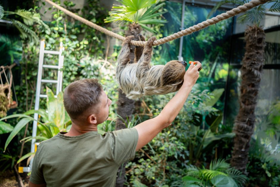 Lietuvos zoologijos sode - naujokas tinginys