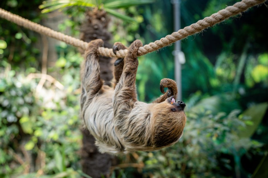 Lietuvos zoologijos sode - naujokas tinginys