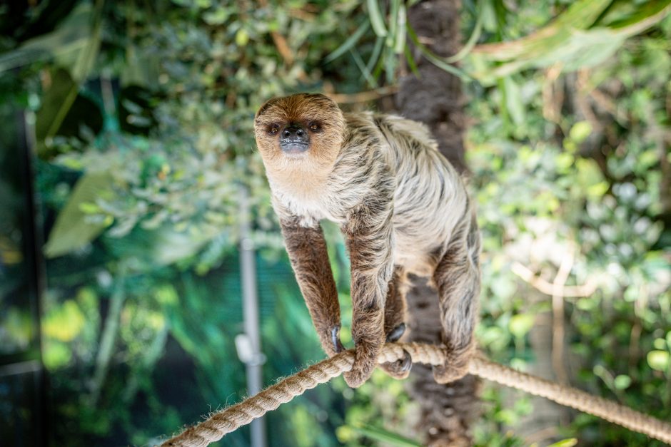 Lietuvos zoologijos sode - naujokas tinginys