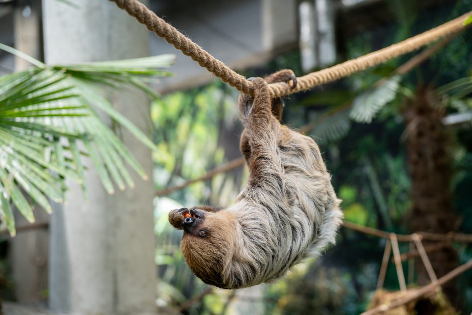 Lietuvos zoologijos sode - naujokas tinginys