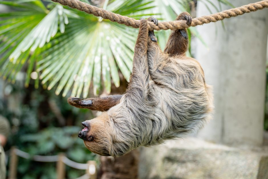 Lietuvos zoologijos sode - naujokas tinginys