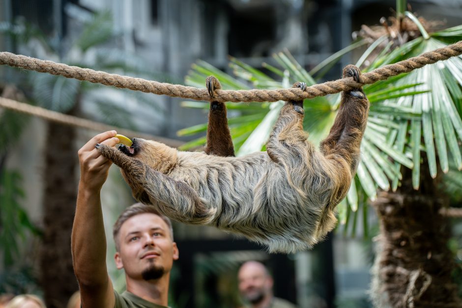 Lietuvos zoologijos sode - naujokas tinginys