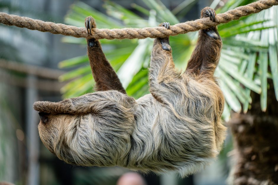 Lietuvos zoologijos sode - naujokas tinginys