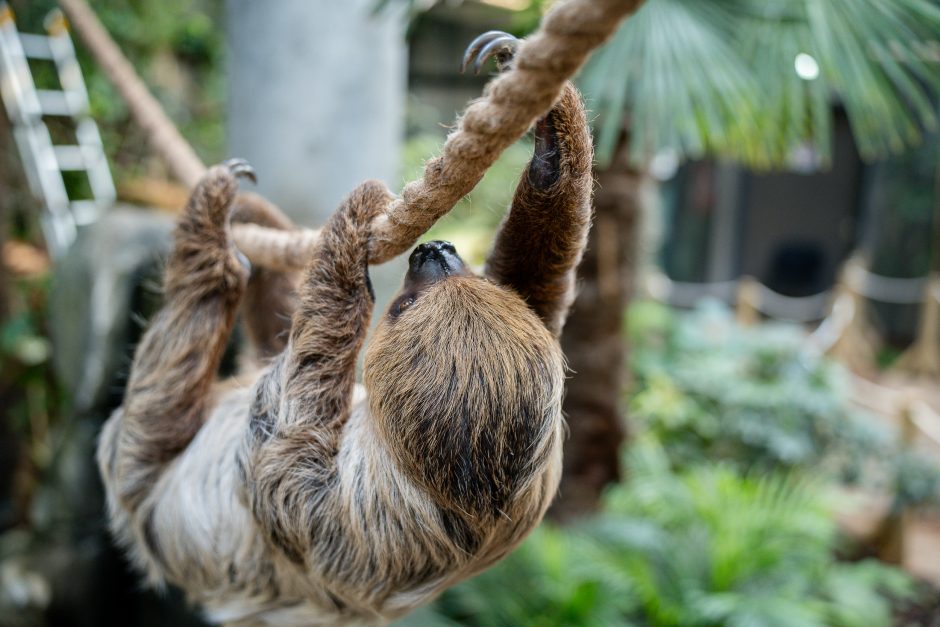 Lietuvos zoologijos sode - naujokas tinginys