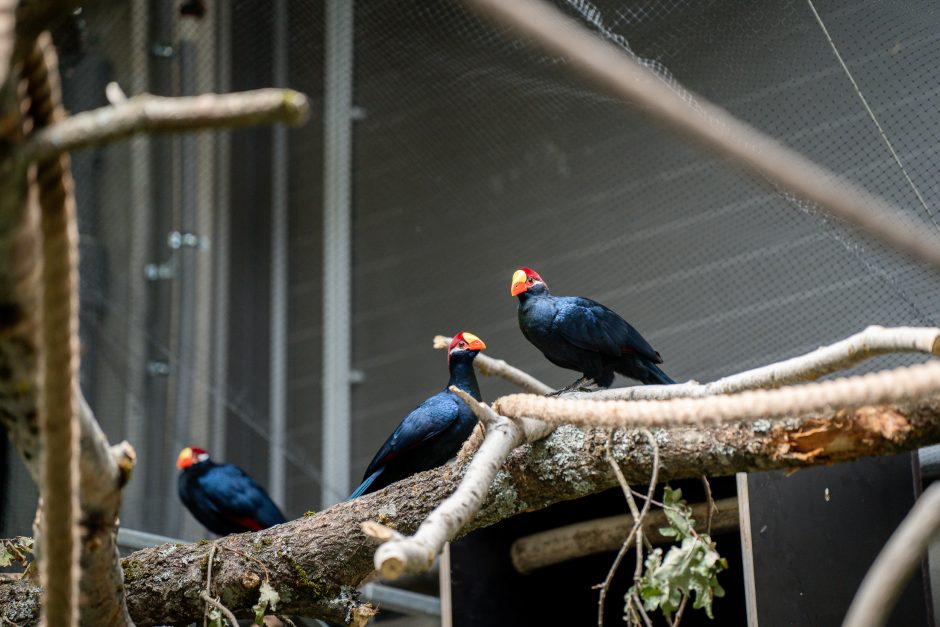 Lietuvos zoologijos sode - naujokas tinginys