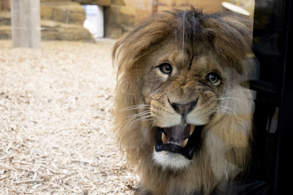 Lietuvos zoologijos sodas – vėl atviras: laukia nauji gyvūnai ir neatpažįstamai pasikeitusios erdvės