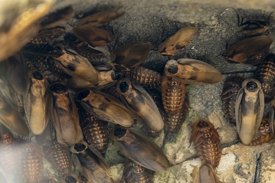 Lietuvos zoologijos sodas – vėl atviras: laukia nauji gyvūnai ir neatpažįstamai pasikeitusios erdvės