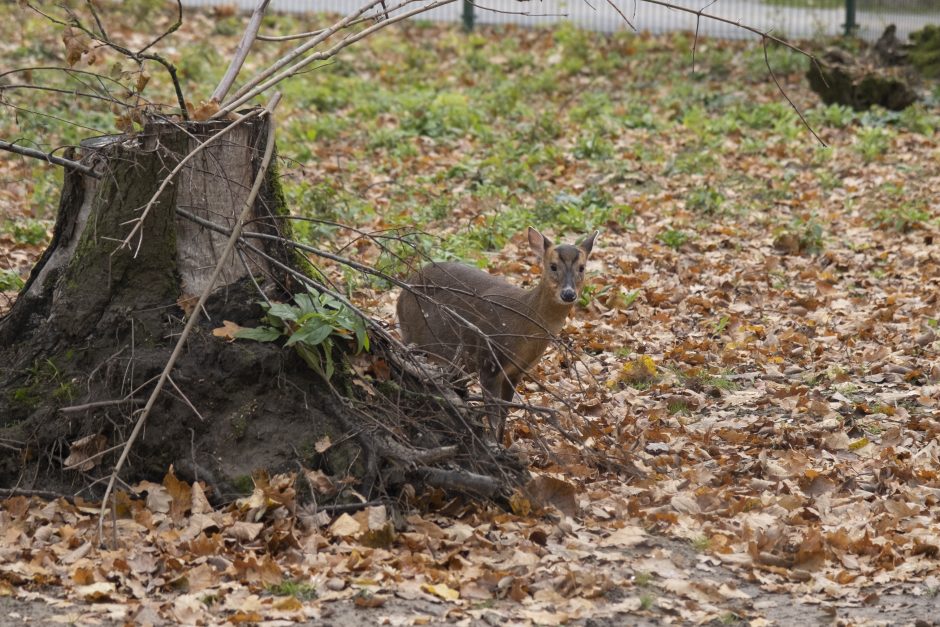 Lietuvos zoologijos sodas – vėl atviras: laukia nauji gyvūnai ir neatpažįstamai pasikeitusios erdvės