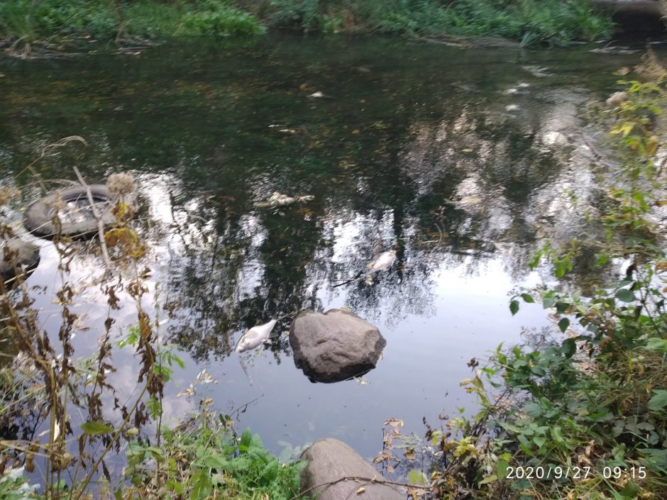 Aplinkosaugininkai atlieka tyrimą – Nevėžyje gaišta žuvys