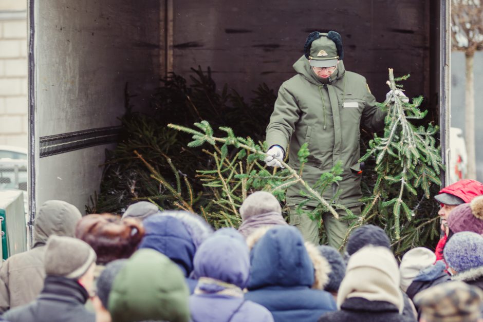 Šiandien – tradicinė akcija: miškininkai dalins eglių šakas Kalėdoms