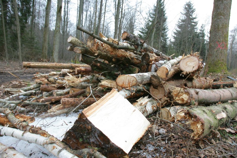 Saugomų teritorijų miškuose iki rugpjūčio draudžiami kirtimai