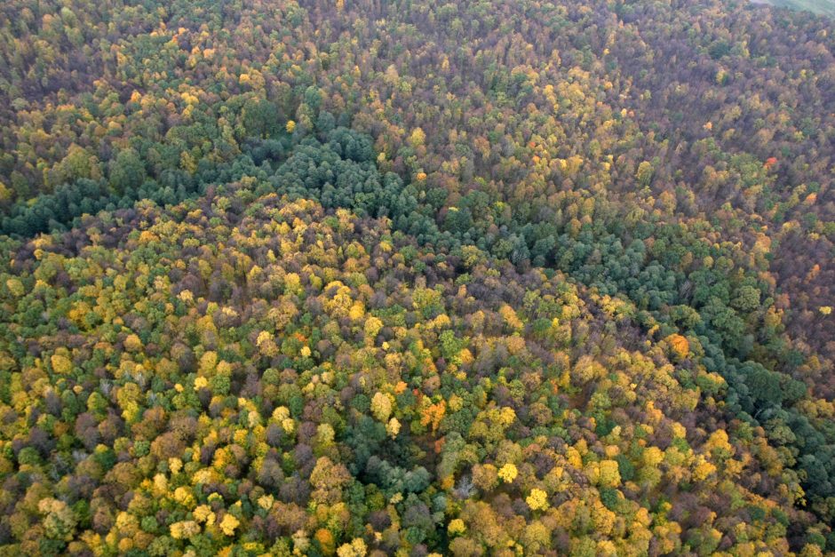 Seimo komitetas nusiteikęs kiek pakoreguoti urėdijų reformą