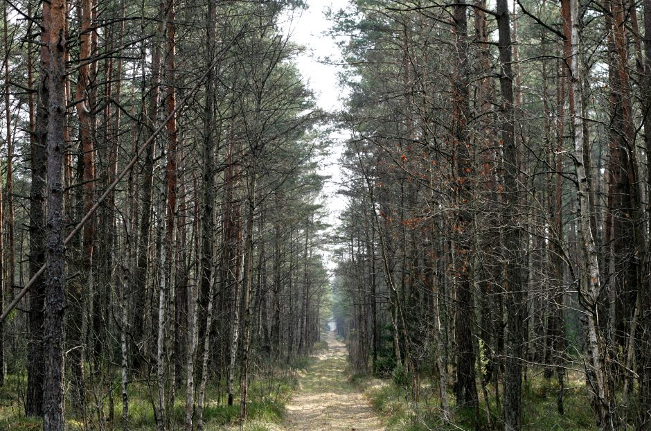 Seimo teisininkai: Miškų įstatymo pataisos gali prieštarauti Konstitucijai