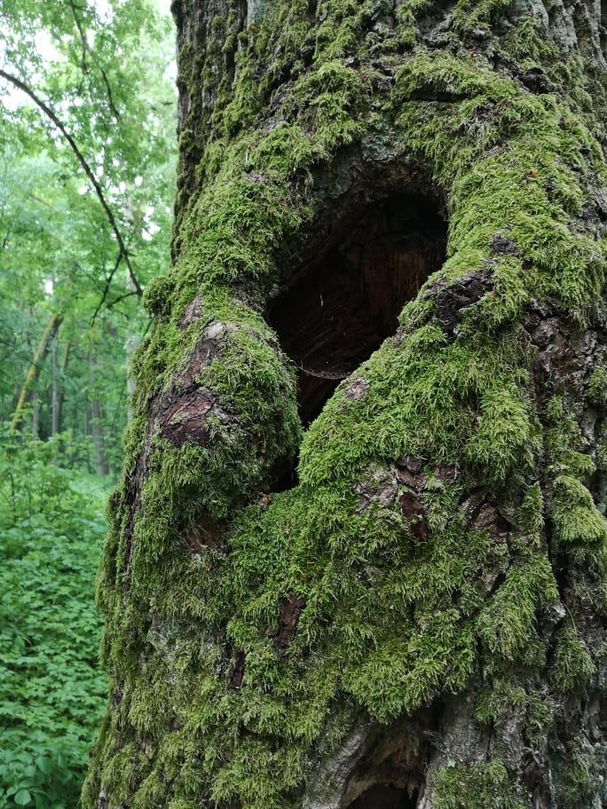 Į istorinę buveinę sugrįžta reti vabalai